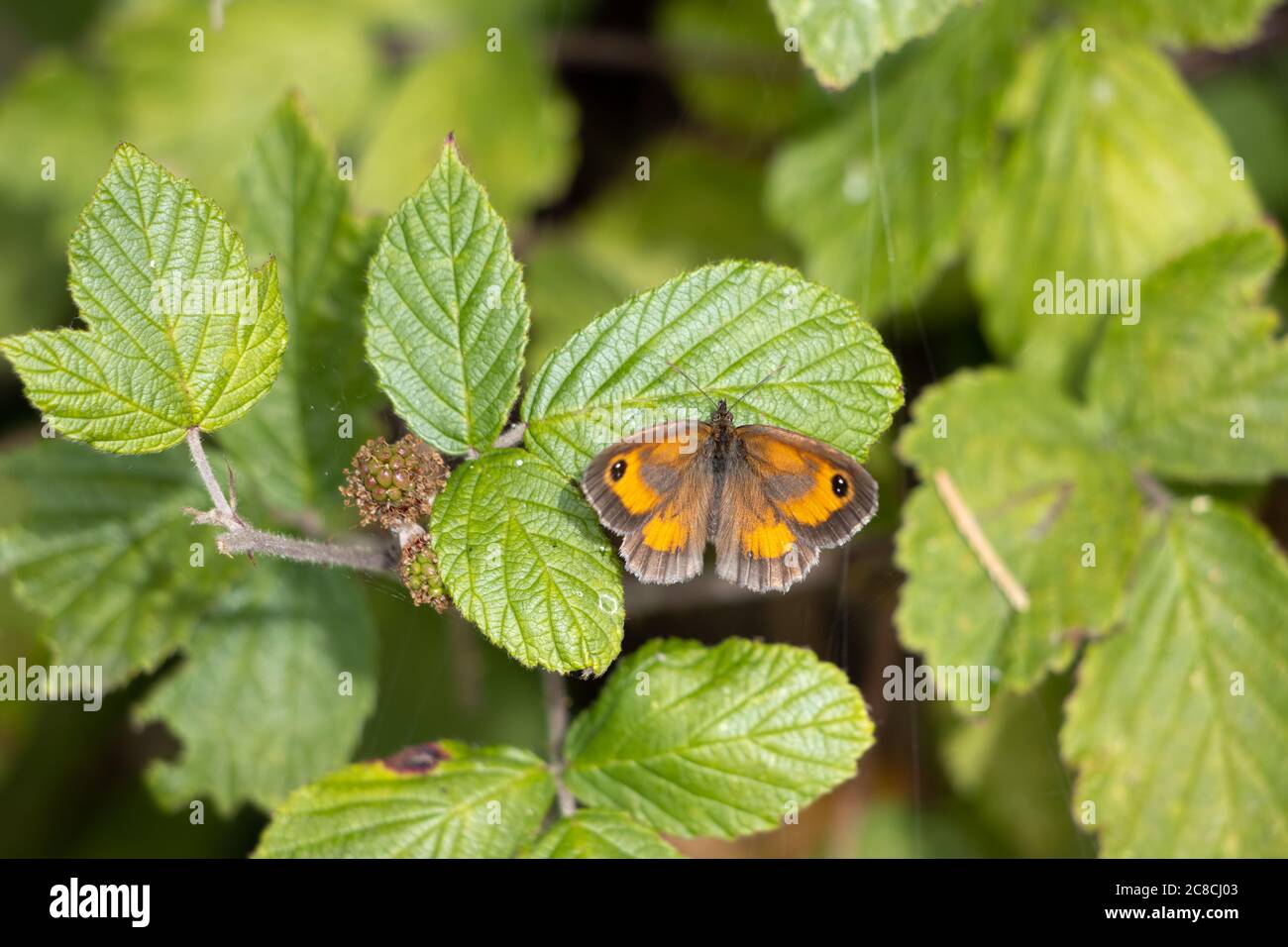 Gatekeeper butterfly on a green leaf hi-res stock photography and ...