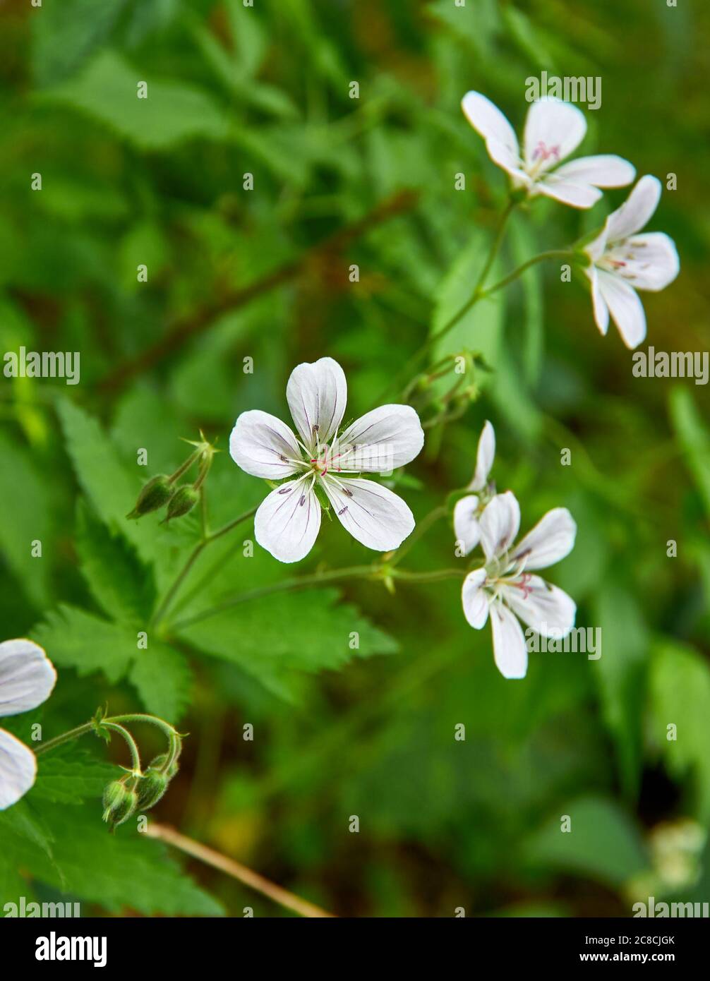 Geranium pratense - meadow geranium, species of flowering plant in the ...