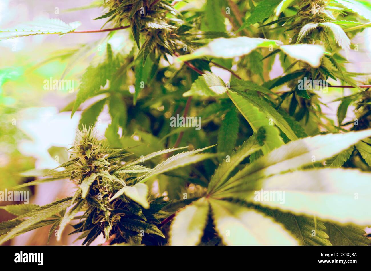 Home Grown Cannabis plants. Skunk marijuana plants (Cannabis sativa