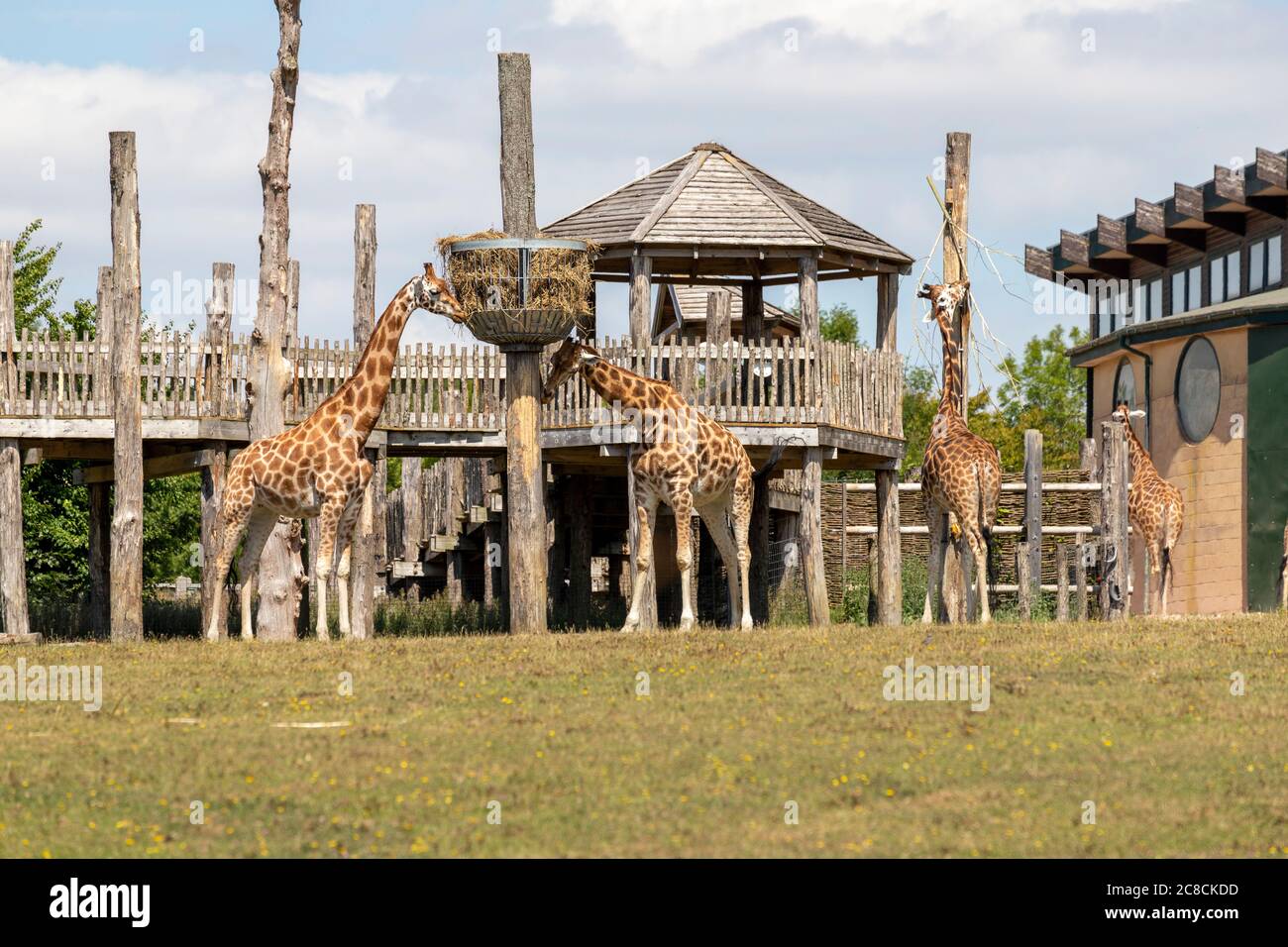 Giraffes at Marwell Zoo feeding from a raised hay feeder Stock Photo