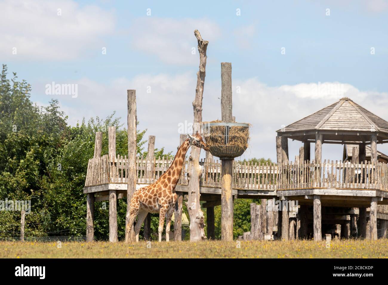 Giraffes at Marwell Zoo feeding from a raised hay feeder Stock Photo