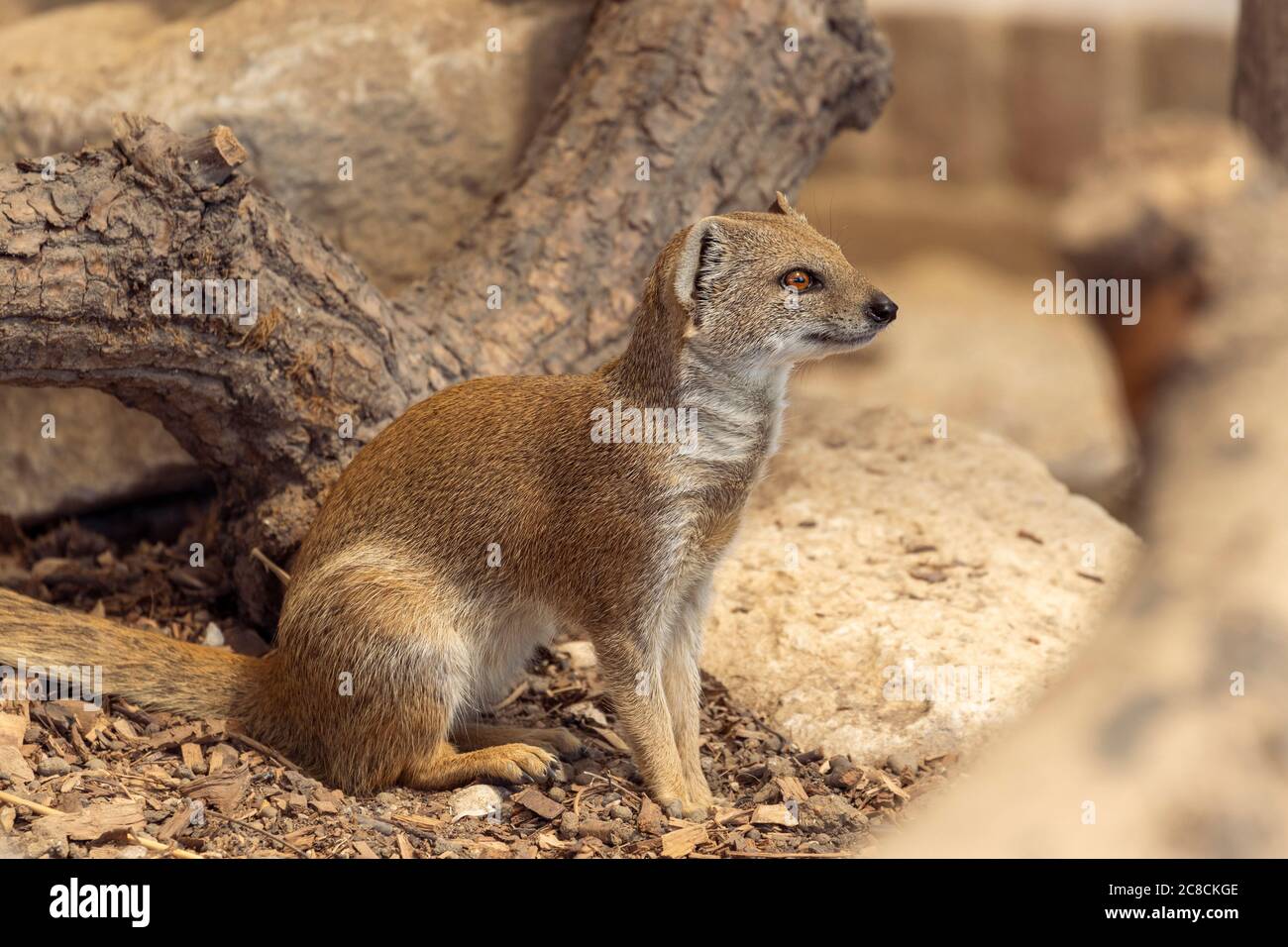 A young adult yellow mongoose Stock Photo