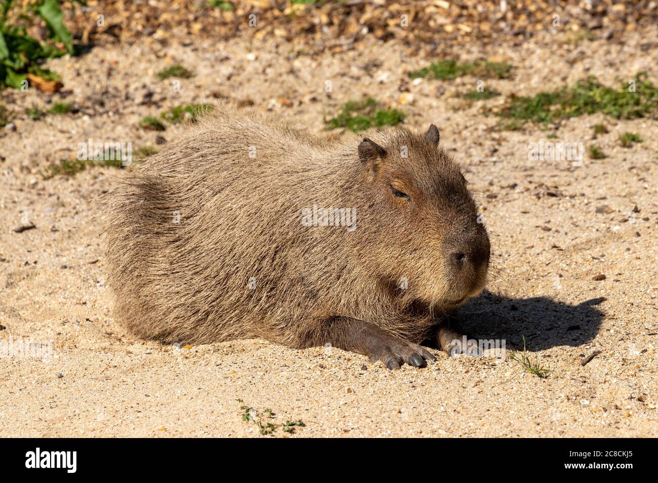 A Capybara in the hot sun Stock Photo