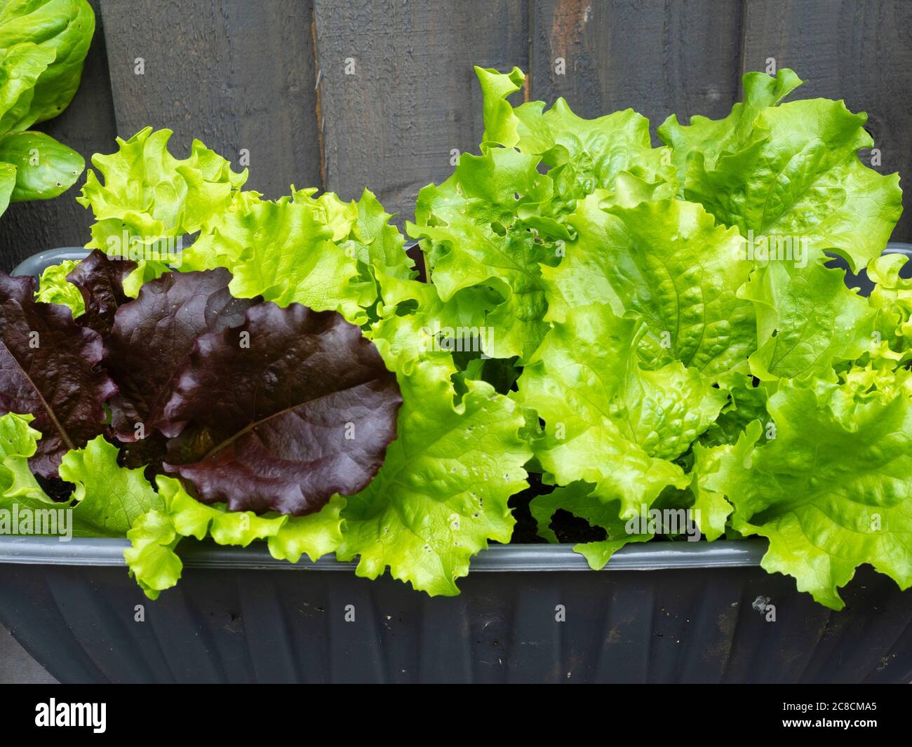 Mixed leaves of baby Leaf lettuce grown organically in a garden container Stock Photo