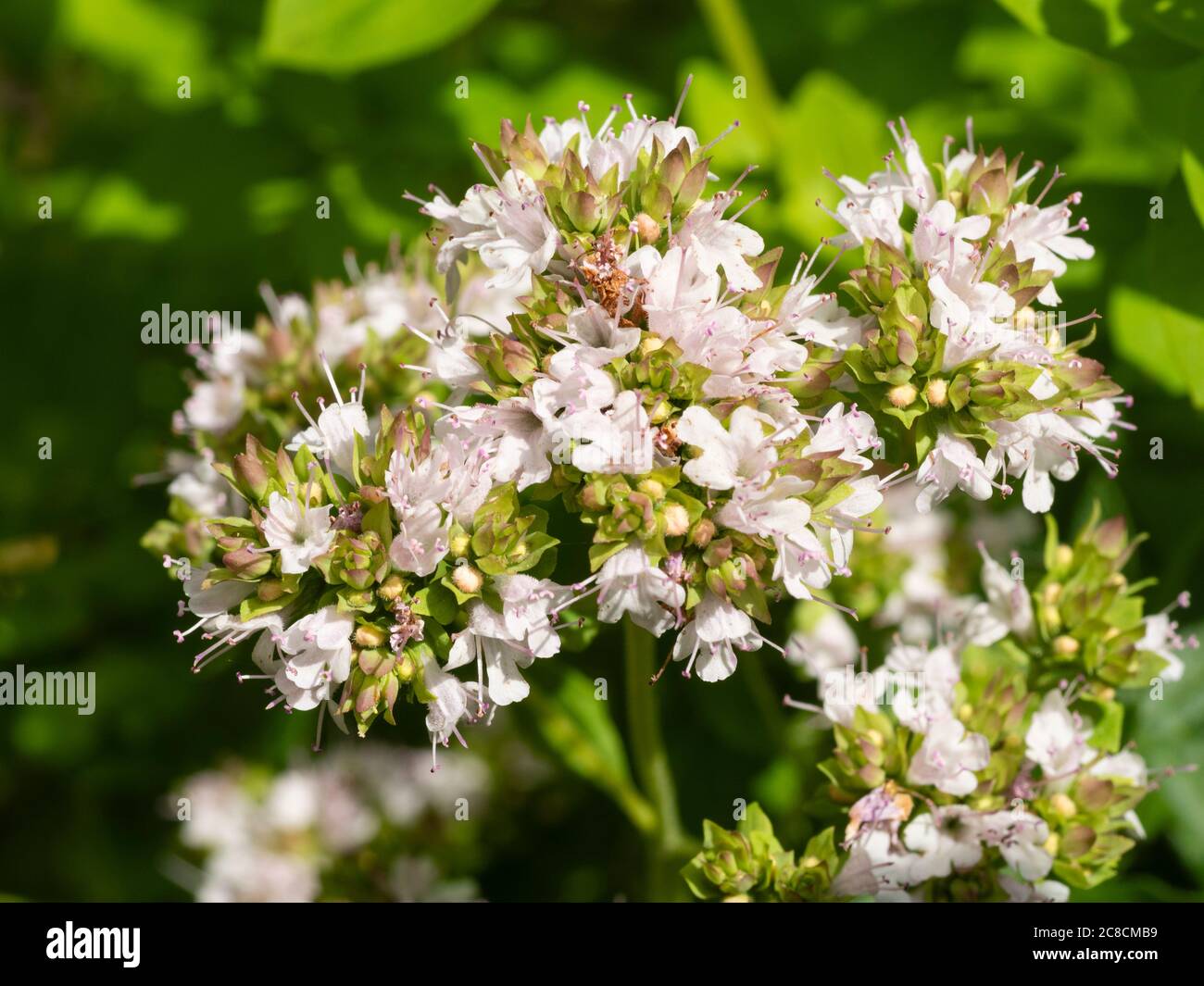white summer flowers of the edible culinary herb Origanum marjorana, sweet marjoram Stock Photo