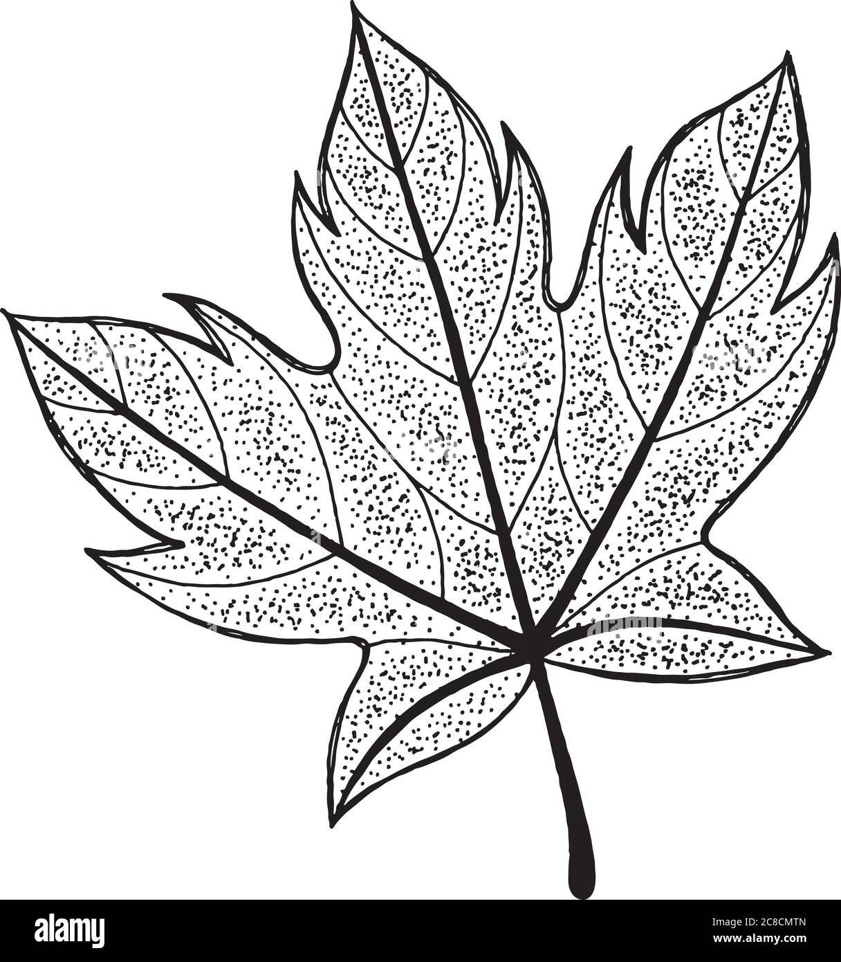 Maple leaf - ink graphic drawing. Botanical artwork. Vector illu Stock  Vector Image & Art - Alamy