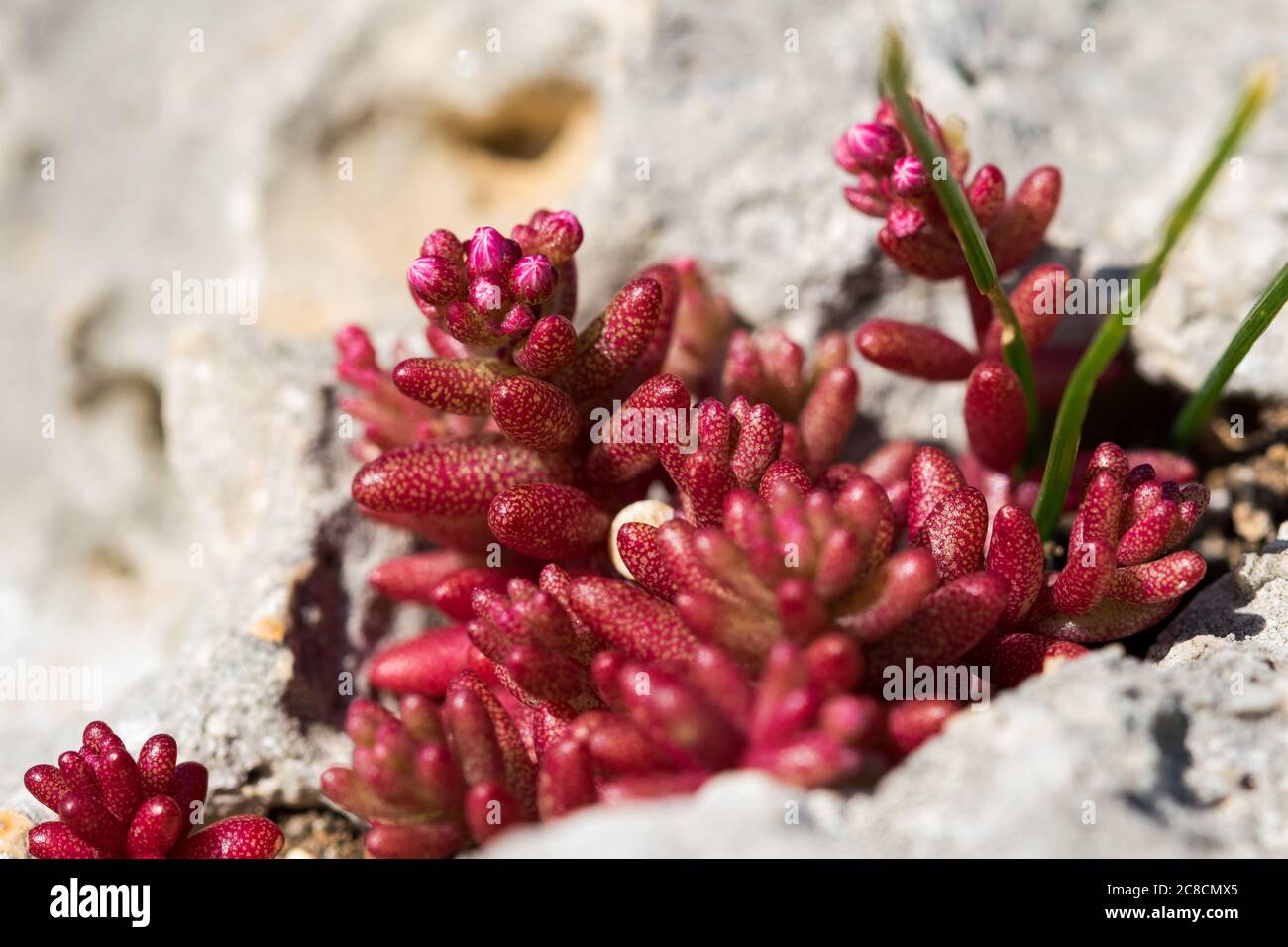 Azure Stonecrop red shrub, Sedum caeruleum growing in a very small patch of soil in a crack. Stock Photo