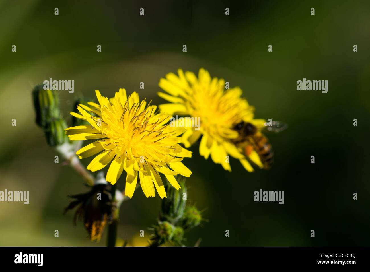 Yellow sow thistle flowers, being pollinated by a busy bee collecting pollen for honey. Stock Photo