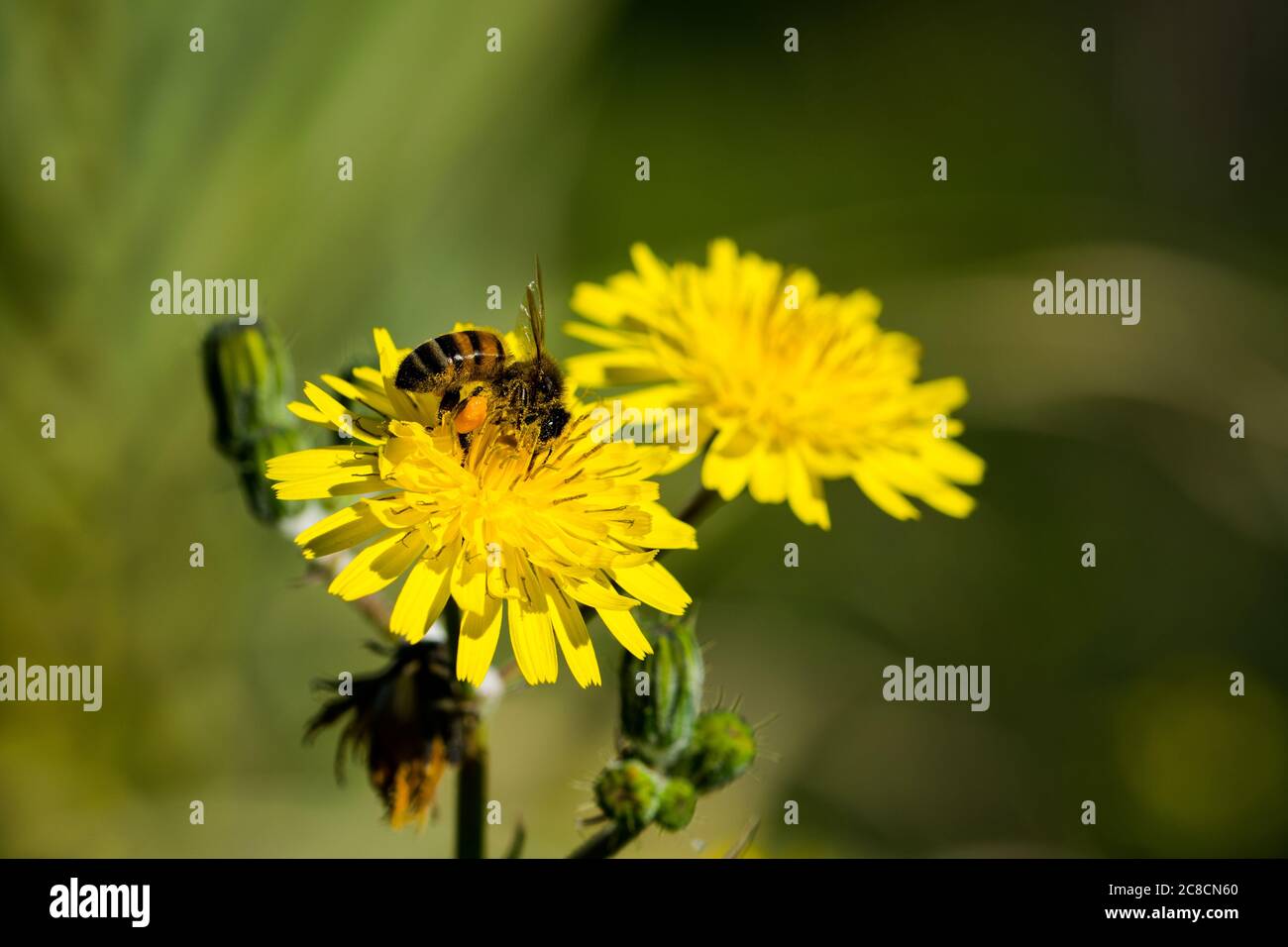 Yellow sow thistle flowers, being pollinated by a busy bee collecting pollen for honey. Stock Photo