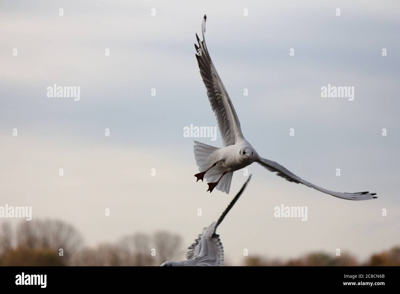 weißer Vogel im Flug Stock Photo