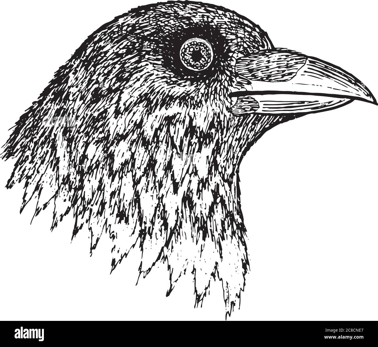 Crow - ink graphic artwork. Vector illustration Stock Vector