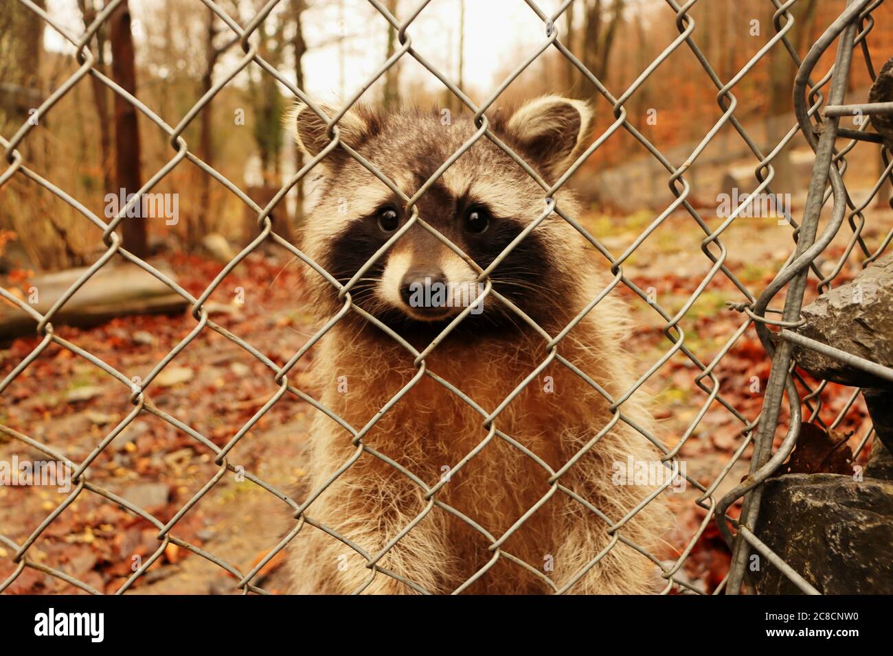 Waschbär Stock Photo