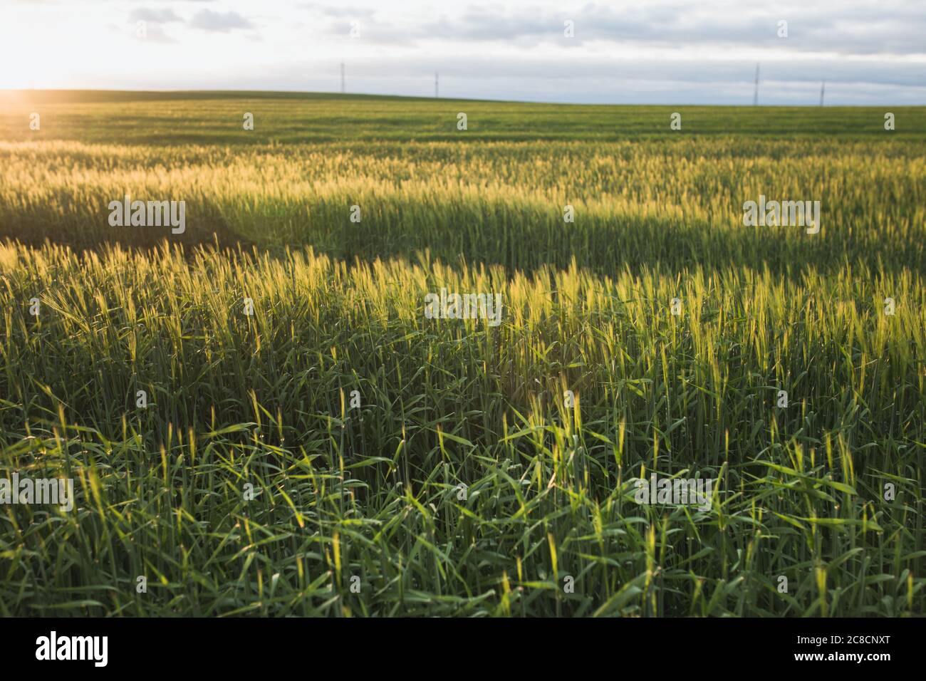 Green ears of cereal plants in a farm field in the rays of the setting sun - crop - space and openness Stock Photo