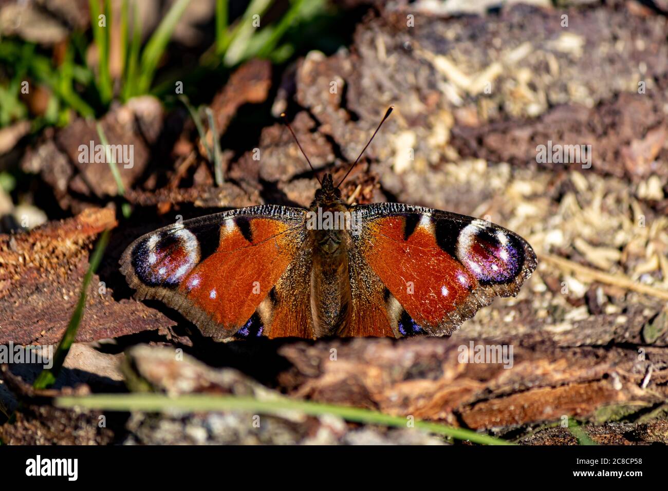 Schmetterling auf einer Baumrinde Stock Photo