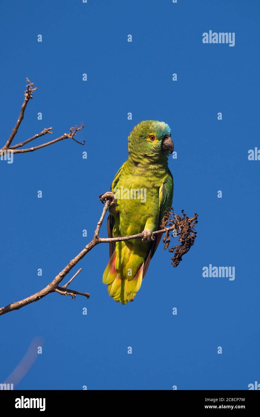 A Blue-Fronted Parrot (Amazona aestiva) from South Pantanal, Brazil Stock Photo