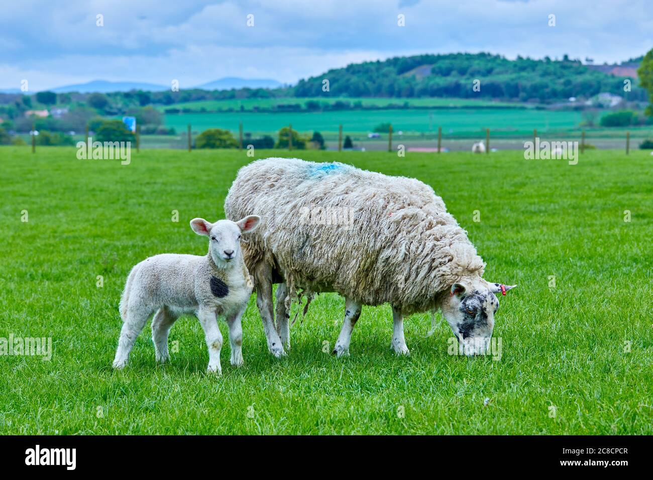 Mother sheep with spring lamb in green field Stock Photo - Alamy