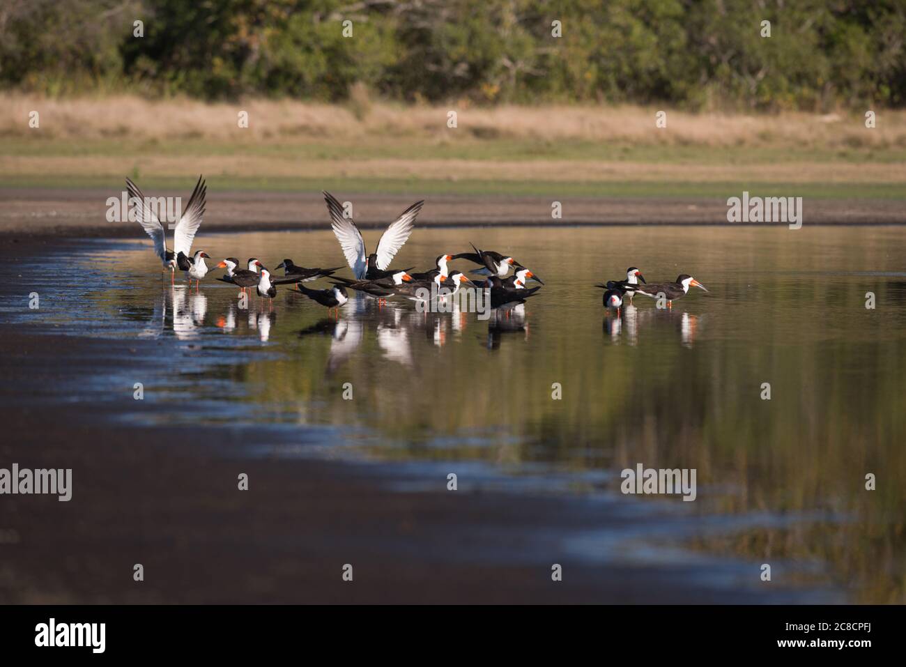 A group of Black Skimmers (Rynchops niger) at the edge os a lake in South Pantanal, Brazil Stock Photo