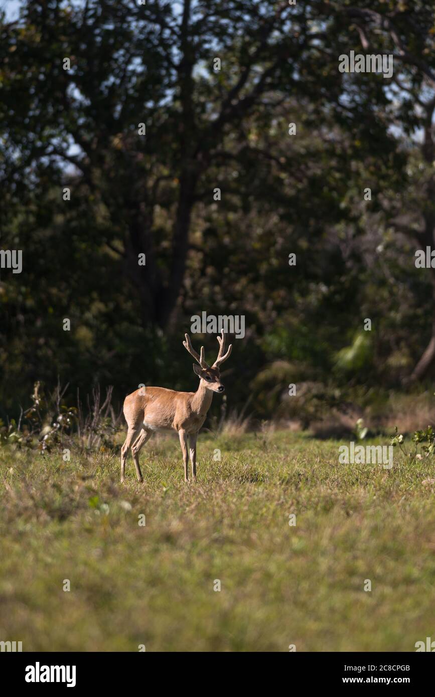 Male Pampas Deer (Ocotoceros becoarticus) from South Pantanal, Brazil Stock Photo