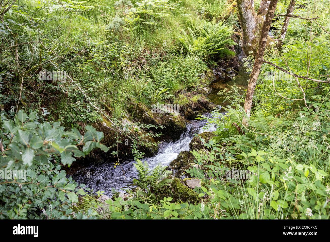 A small stream on Exmoor National Park beside Robbers Bridge near Oare, Somerset UK Stock Photo