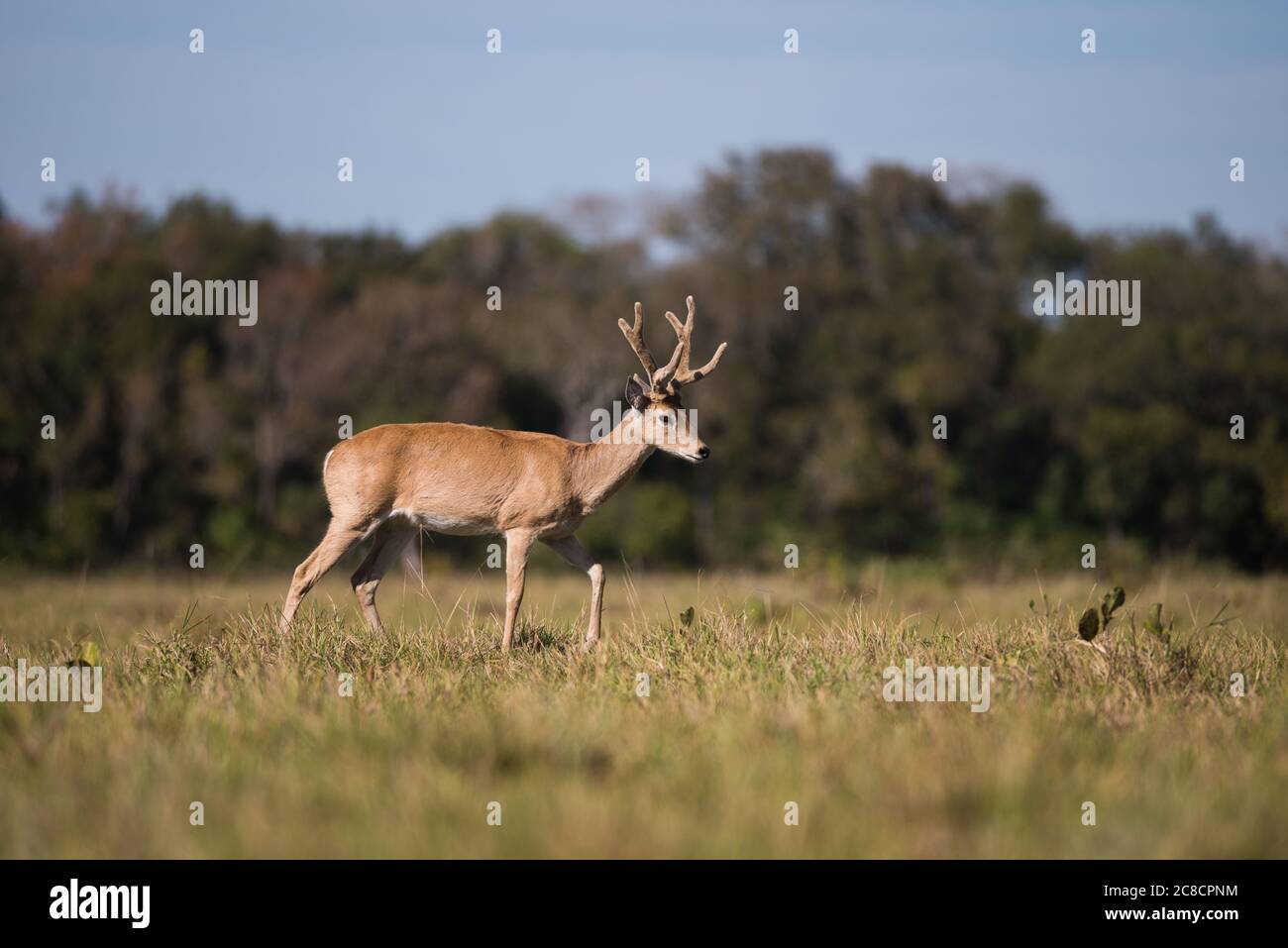 Male Pampas Deer (Ocotoceros becoarticus) from South Pantanal, Brazil Stock Photo