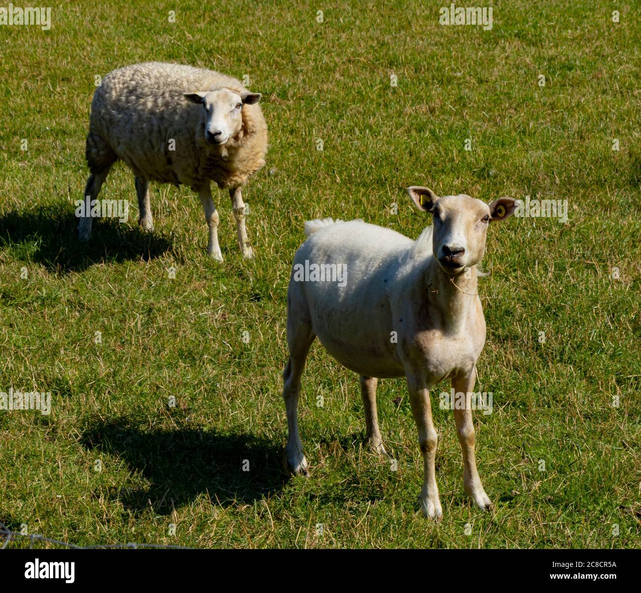 Zwei Schafe auf der Wiese, Weide Stock Photo
