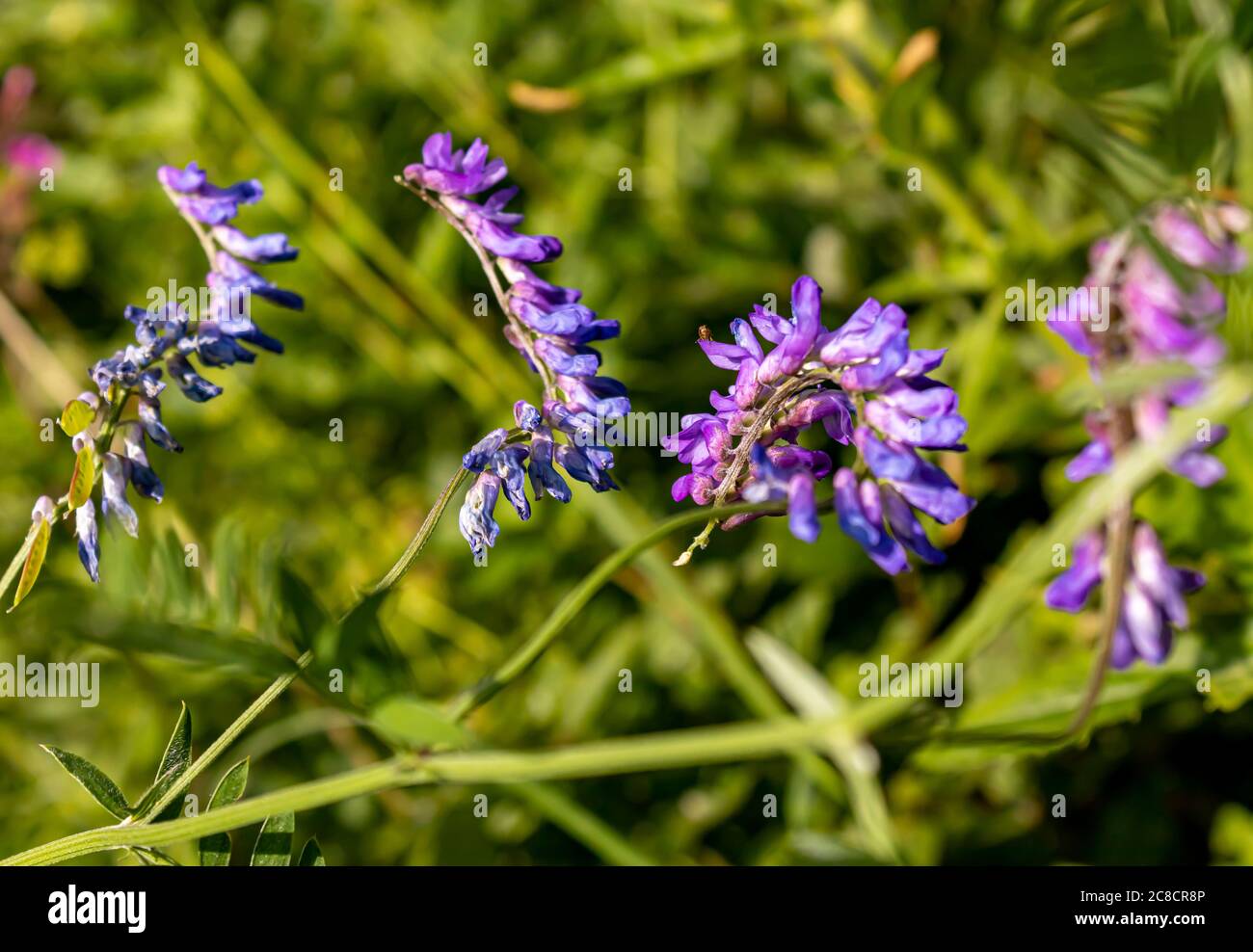 Blumen und Natur Stock Photo