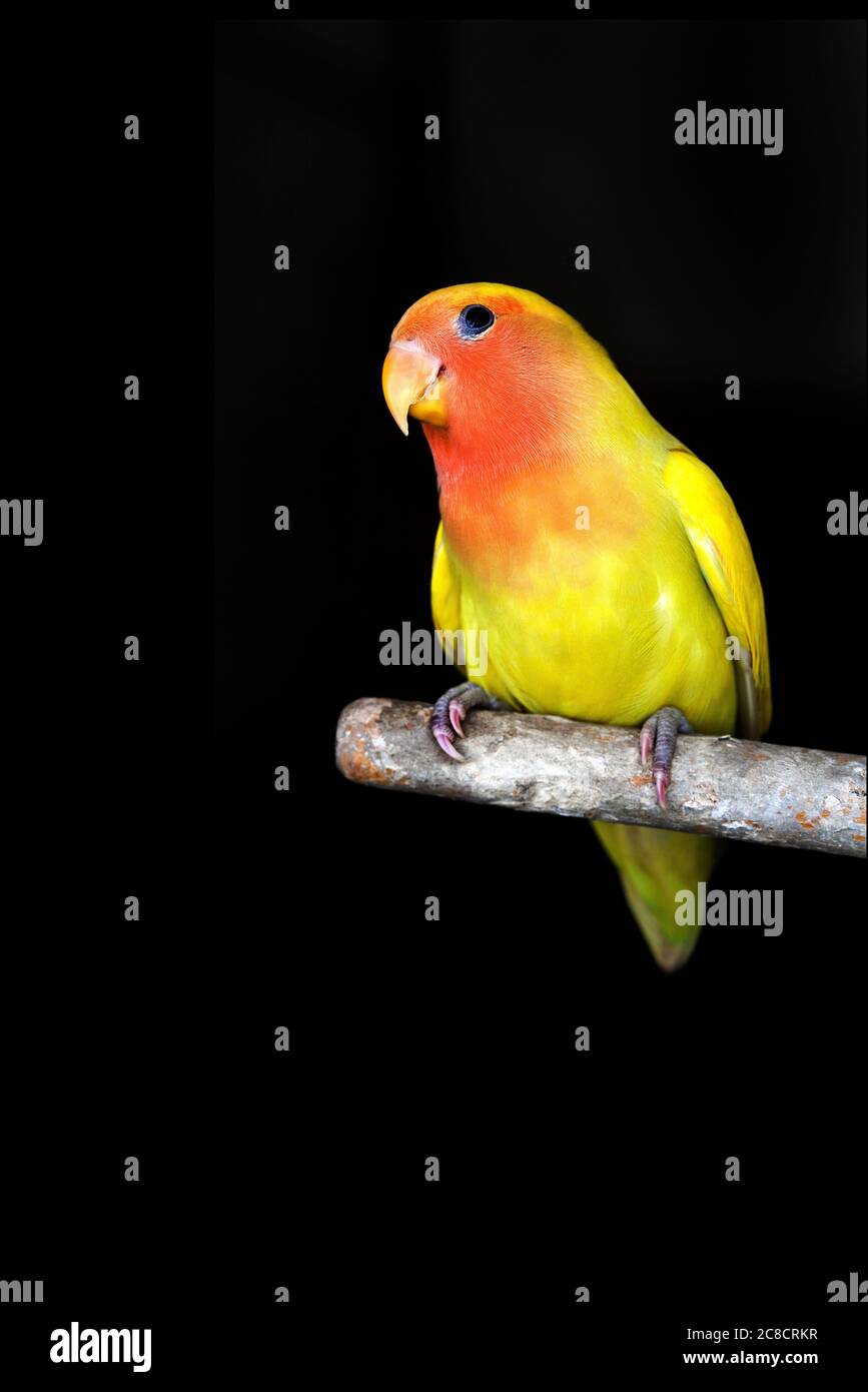 Agapornis or Lovebird on perch. Stock Photo