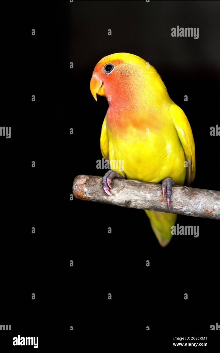 Agapornis or Lovebird on perch. Stock Photo