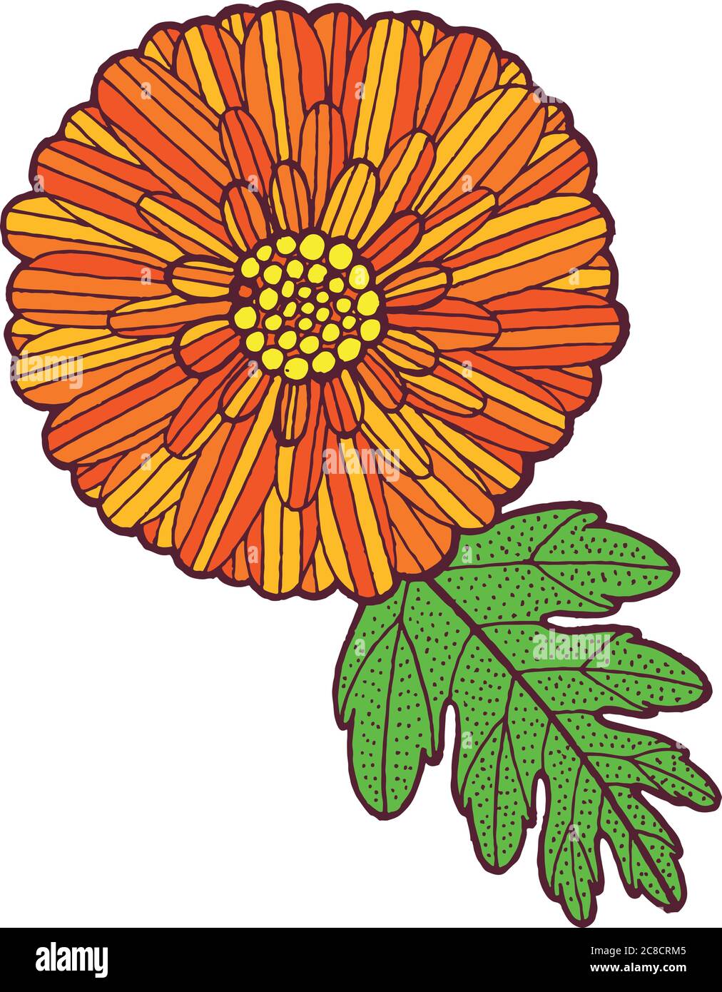 Chrysanthemum autumn Stock Vector Images Alamy