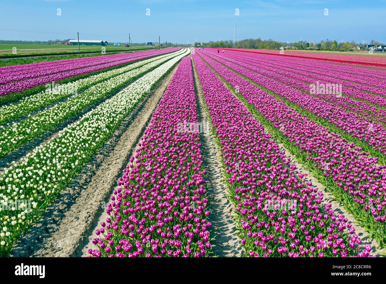 Aerial from tulip fields in the countryside from the Netherlands in ...