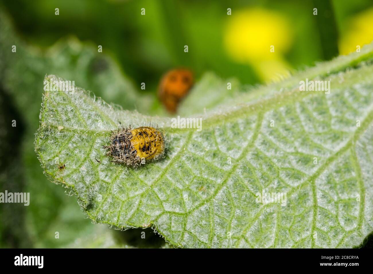 https://c8.alamy.com/comp/2C8CRYA/macro-shot-of-an-abandoned-ladybug-pupa-with-a-blurred-orange-ladybug-beetle-in-the-background-2C8CRYA.jpg