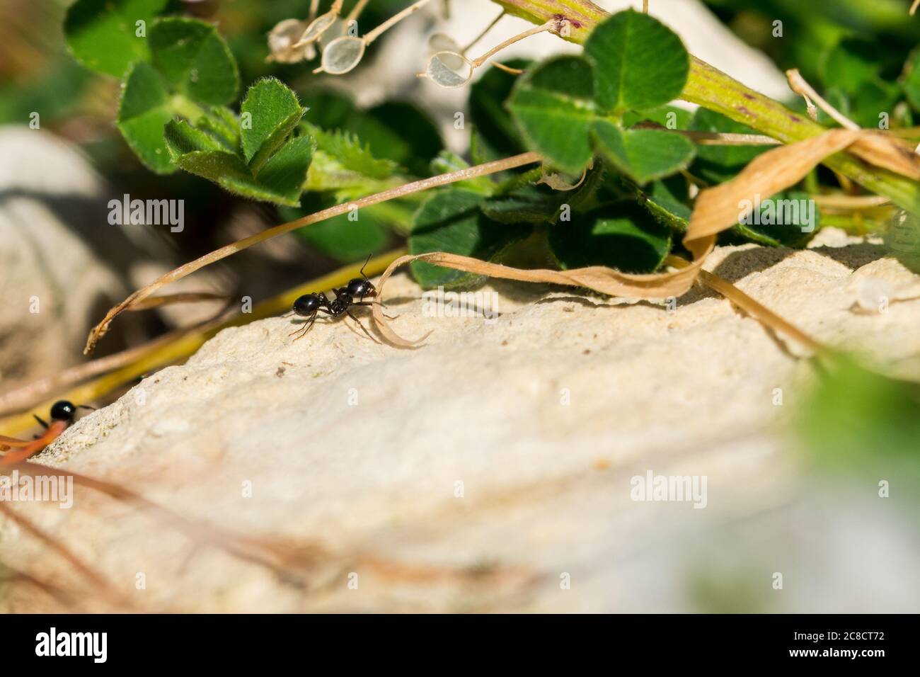 A small black ant showing determination in pulling a piece of dried grass, much bigger than her. Stock Photo