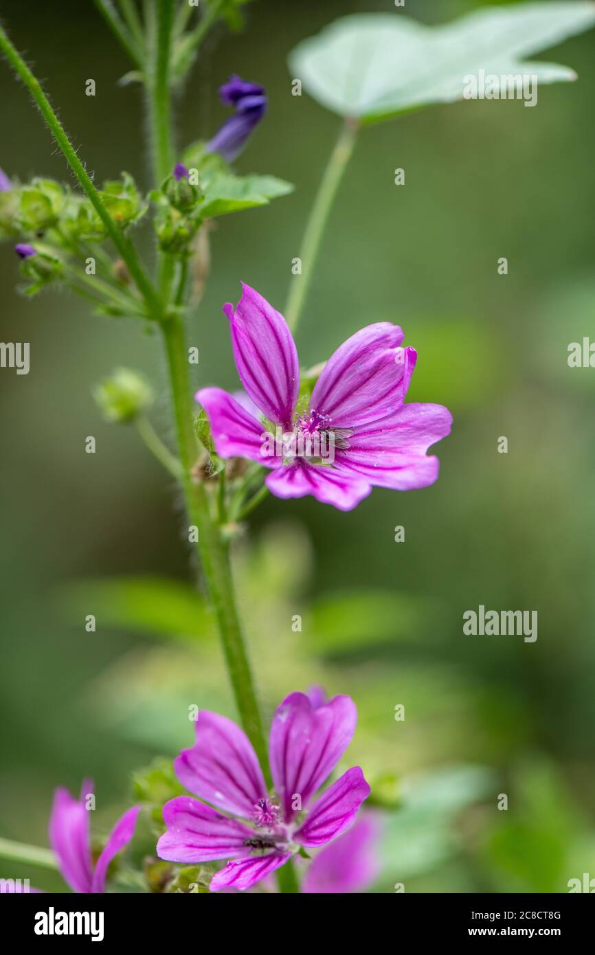 Common mallow flower Stock Photo