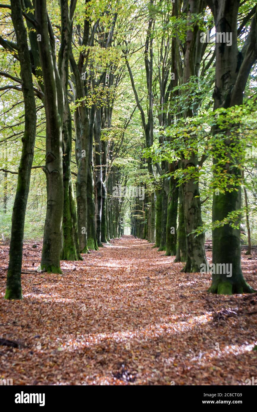 Beautiful scenery of a pathway surrounded by tall trees in a park at ...