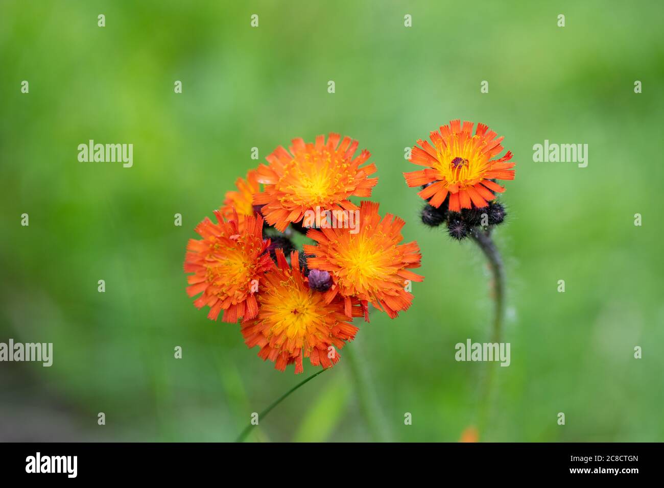 Orange hawkweed [asteraceae] flowers Stock Photo