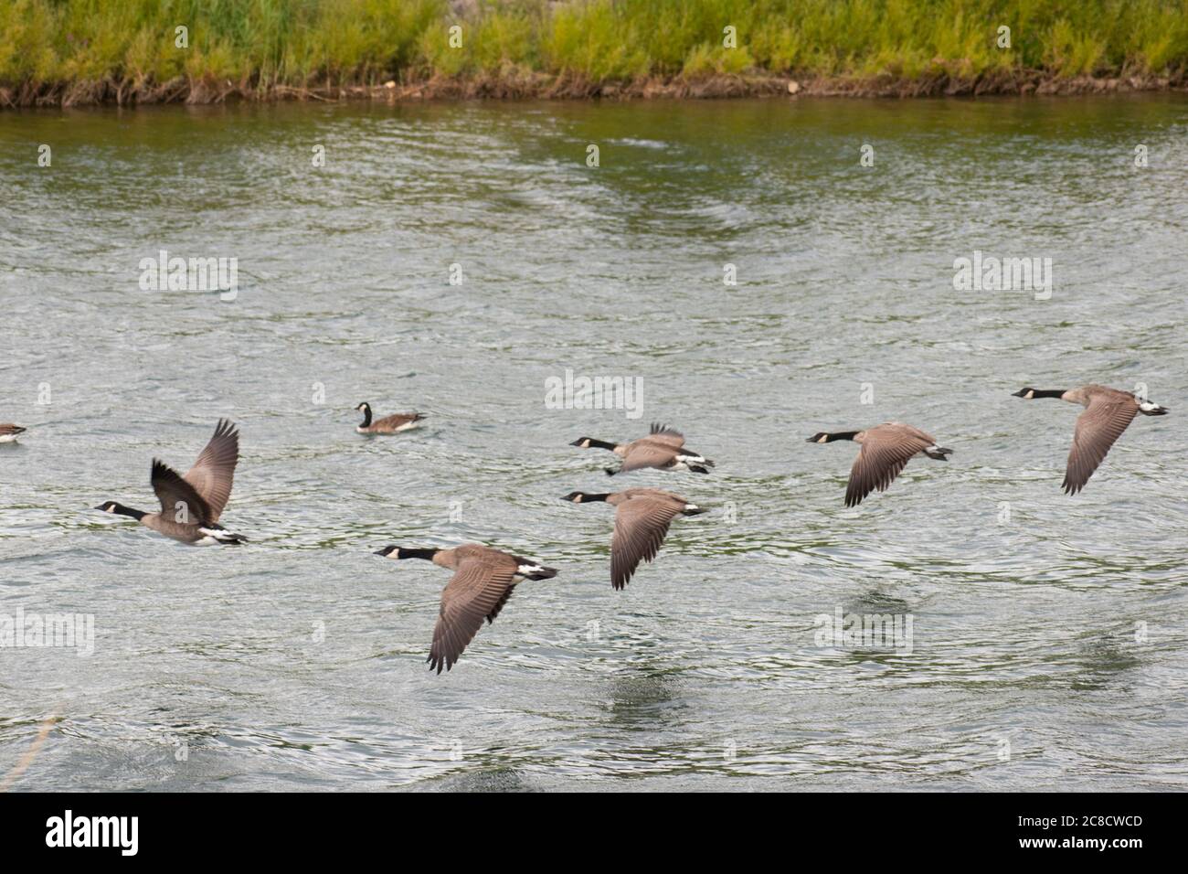 Goose Tour 2025 A Journey With Nature's Majestic Flock