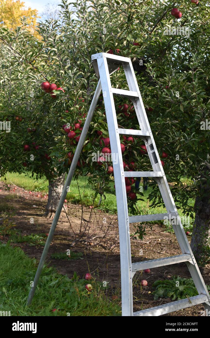 A ladder set up for apple picking Stock Photo
