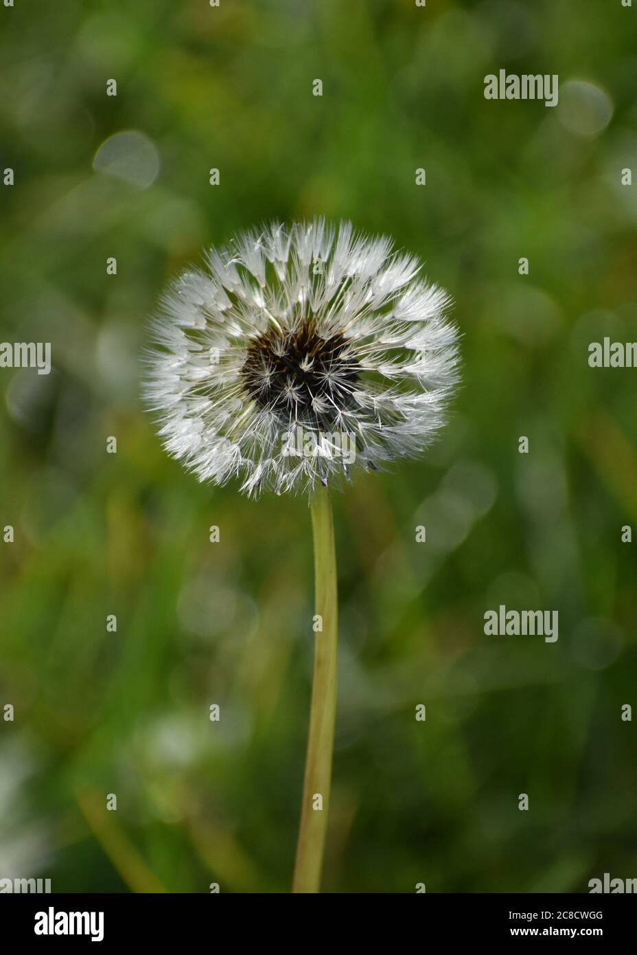 Closeup of a dandelion Stock Photo