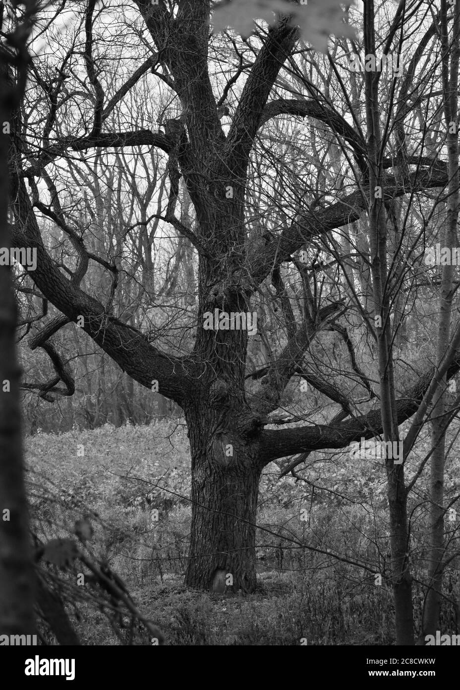 Black and white photo of a creepy tree Stock Photo