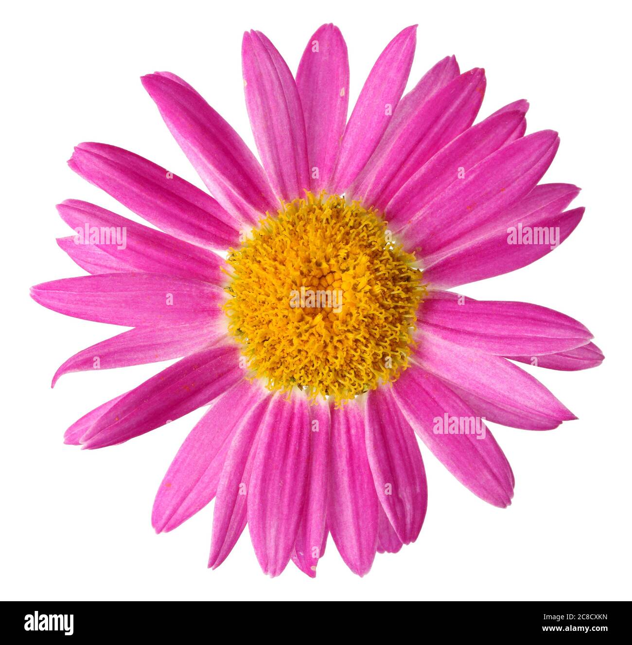 Pink garden daisy flower  isolated on white macro Stock Photo