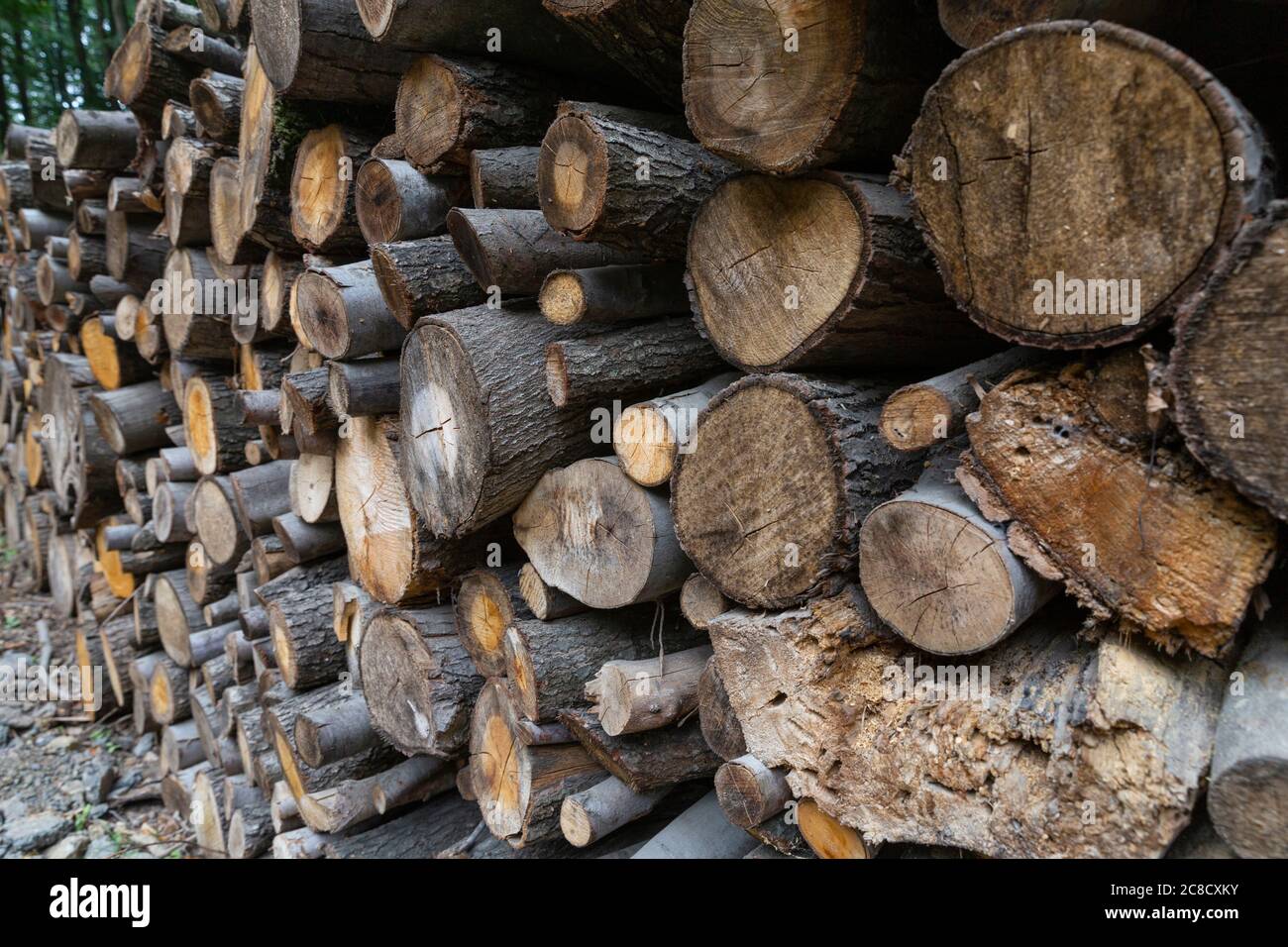 Forest in autumn, felled tree trunks Stock Photo