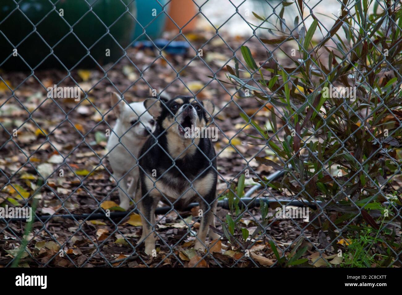 White and a black dog barking through a metal fence Stock Photo Alamy