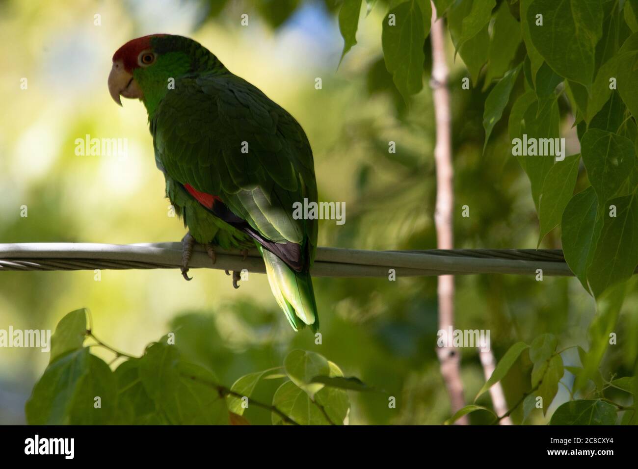 Closeup shot of a Rose-ringed parakeet parrot sitting on a wire Stock Photo