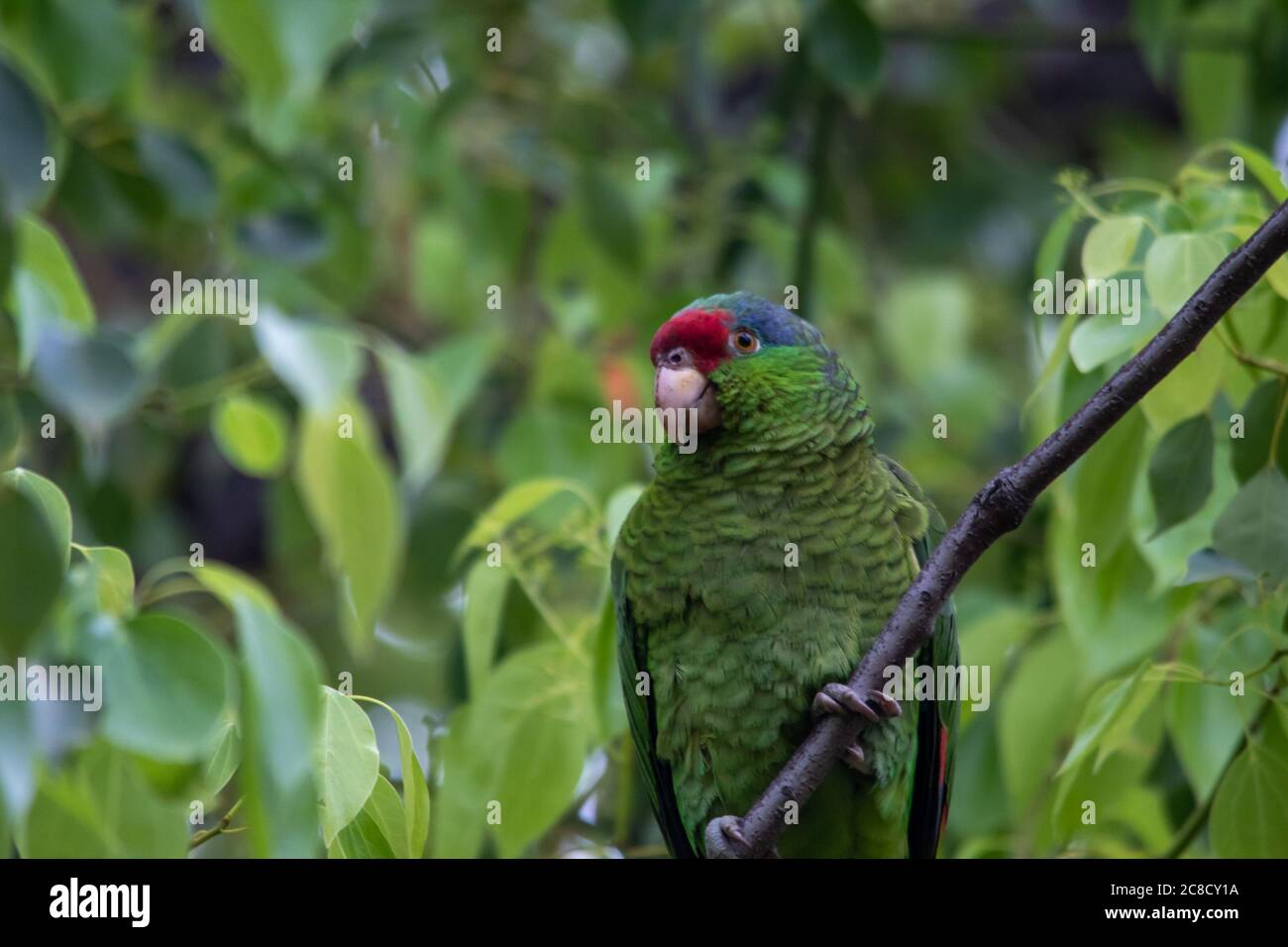 Closeup shot of a Rose-ringed parakeet parrot on a tree Stock Photo