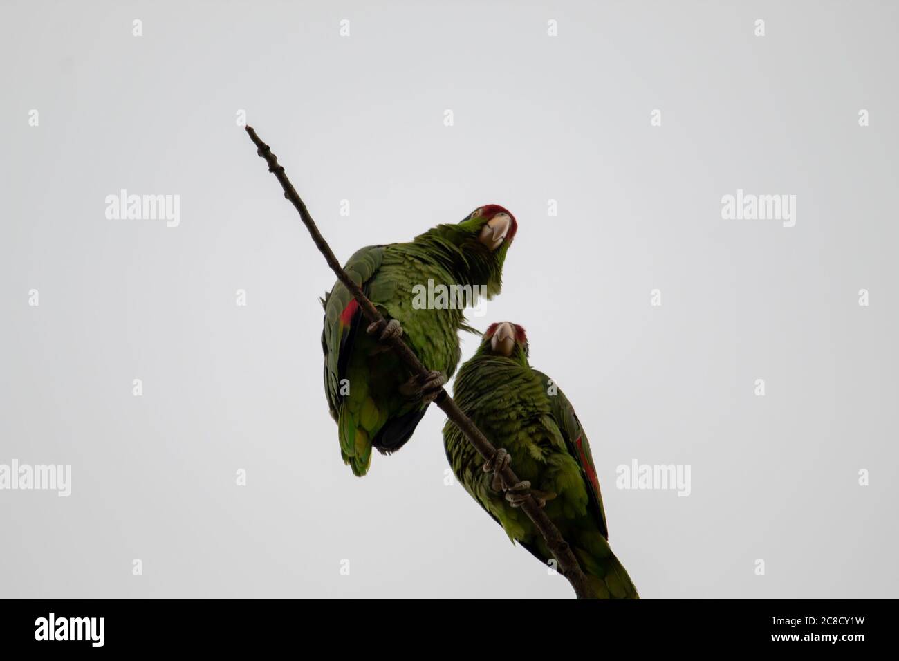 Closeup shot of two Rose-ringed parakeet parrots sitting on a tree branch Stock Photo