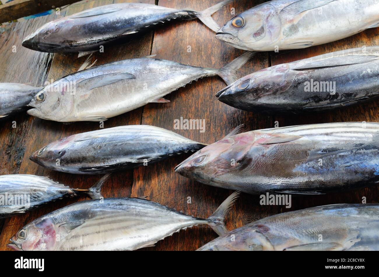 Fresh tuna in the traditional market. Sri Lanka. Stock Photo