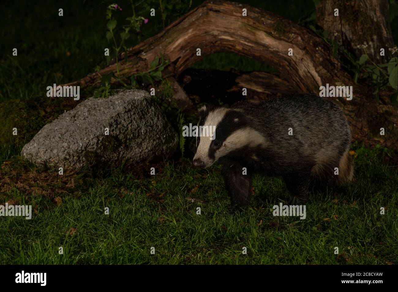 Badger (Meles meles) feeding at night, Dumfries, SW Scotland Stock Photo