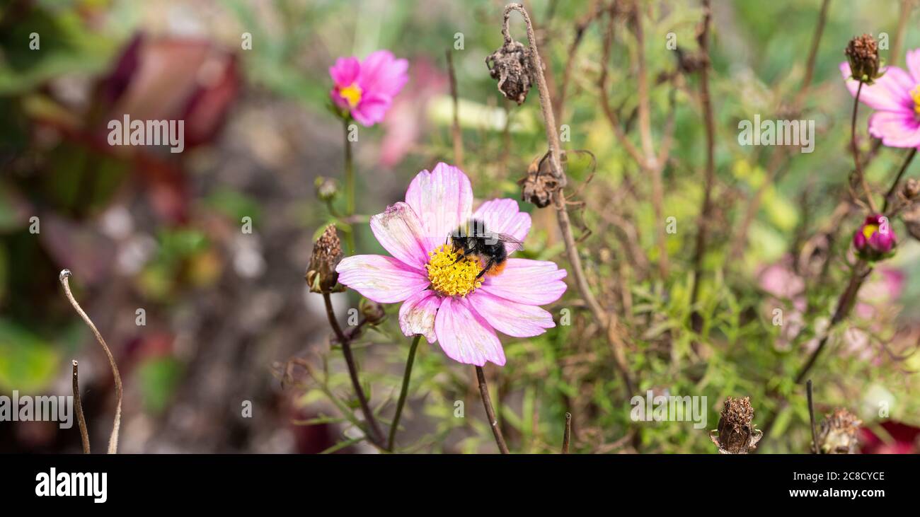 A Red-Tailed Male Bumblebee Feeding on Pollen on a Pink Cosmos Flower in a Garden in Alsager Cheshire England United Kingdom UK Stock Photo