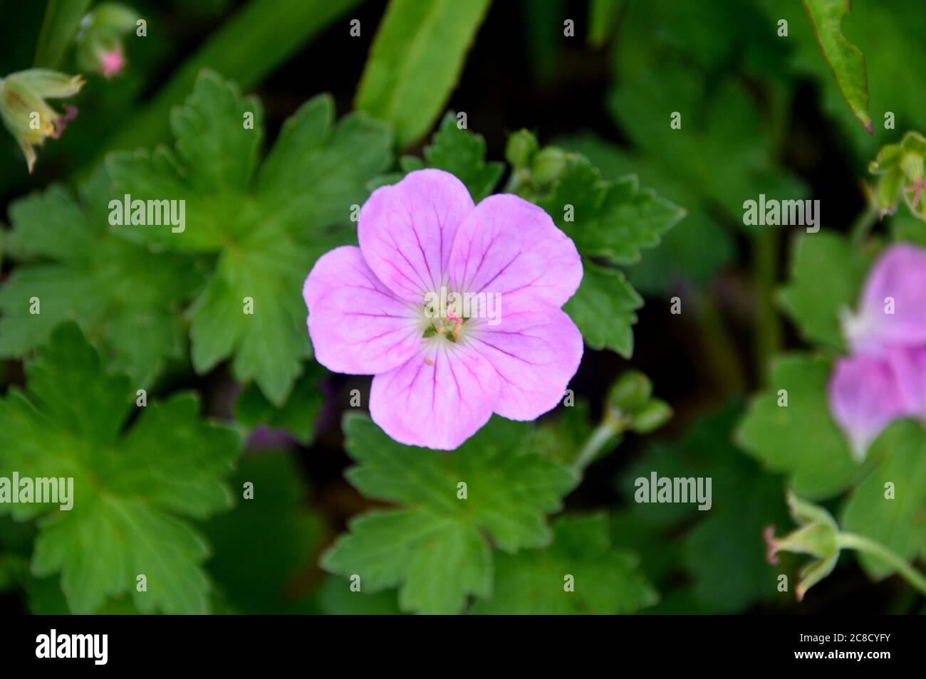 Pink Geranium 'Mavis Simpson' (Cranesbill) flowers grown in the  borders at RHS Garden Harlow Carr, Harrogate, Yorkshire, England, UK. Stock Photo