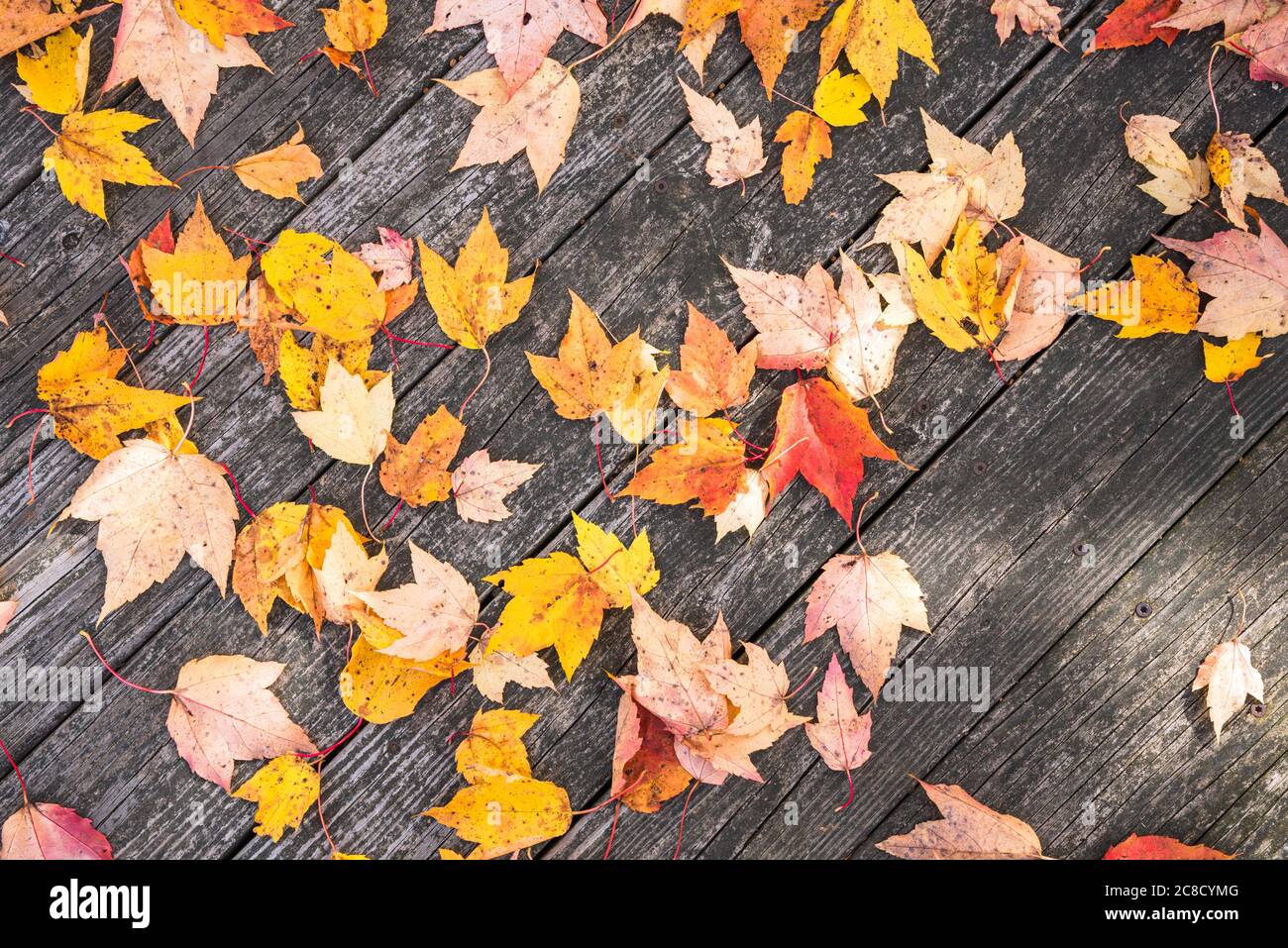 Detail of a boardwalk covered with autumn fallen leaves. Useful as fall background. Stock Photo